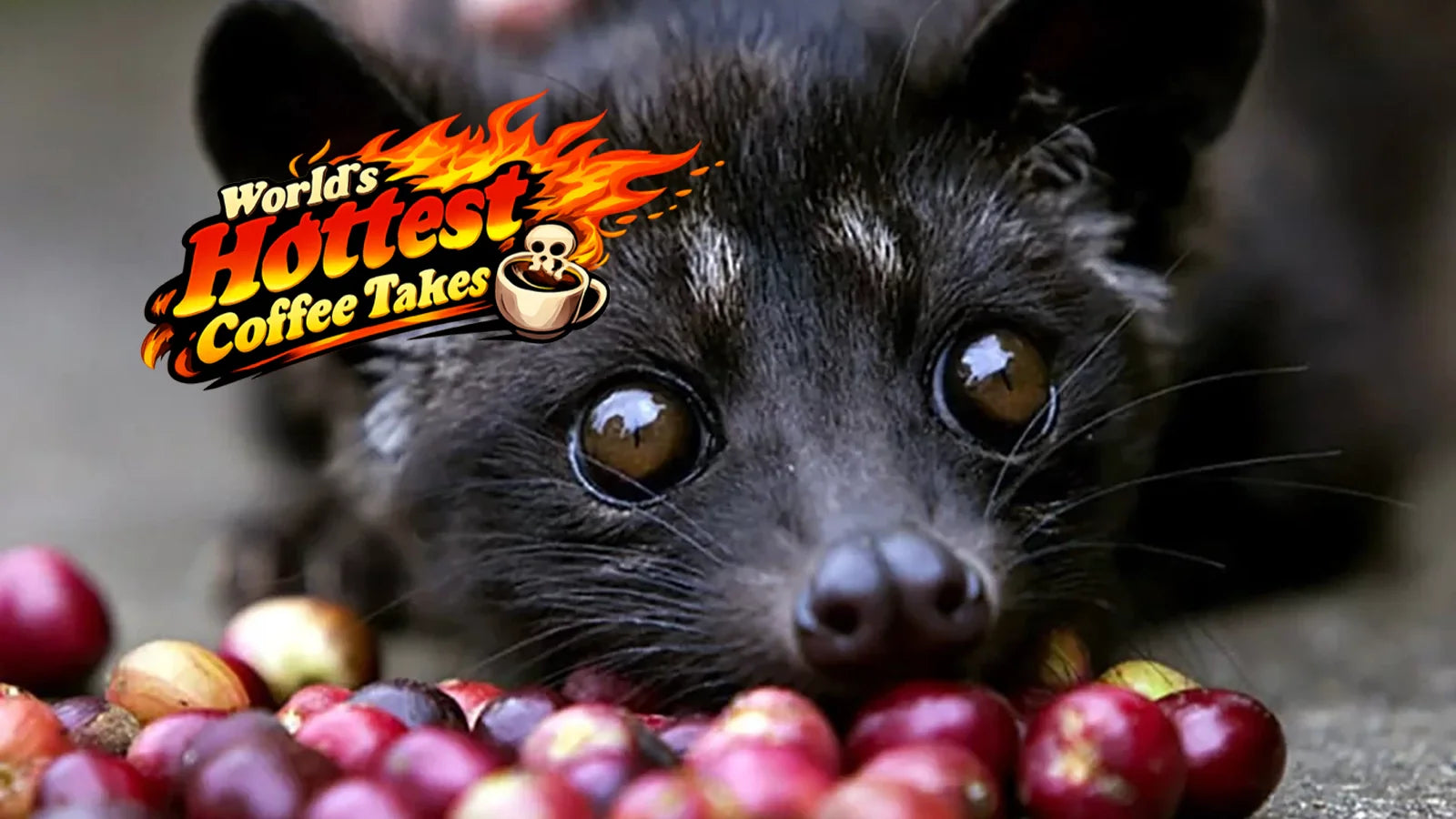 Kopi Luwak Cat Poop Coffee Signals The End Of Days